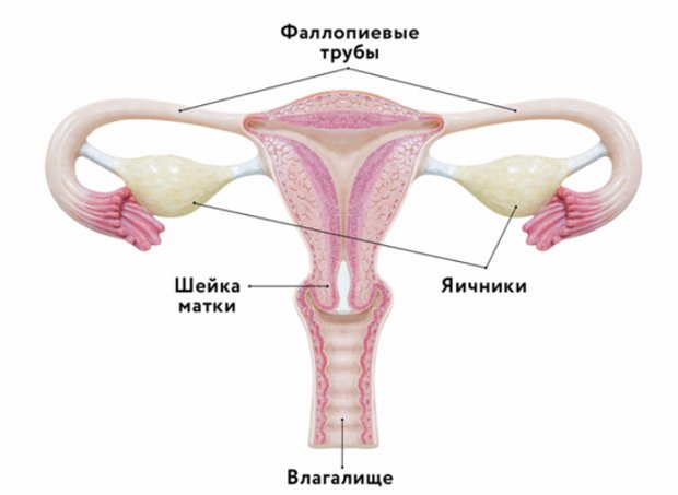 Чому з матки виходить повітря