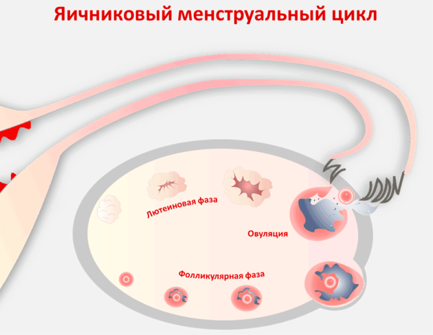 Менструальний цикл