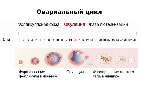 Фази яєчникового циклу