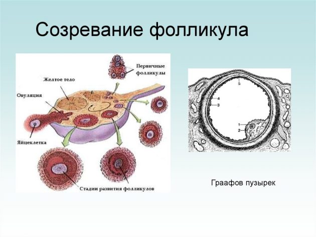 Фази яєчникового циклу