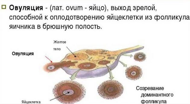 Фази яєчникового циклу