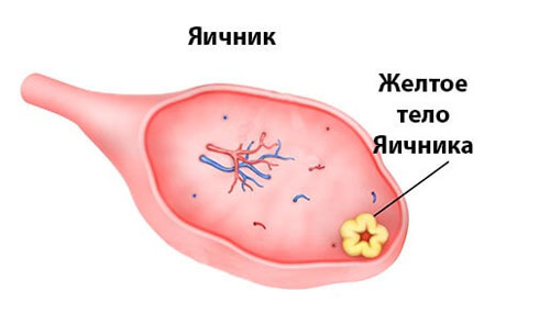 Фази яєчникового циклу