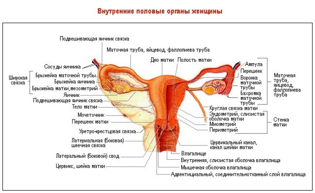 Як влаштована матка