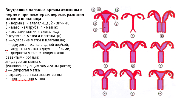 Як влаштована матка