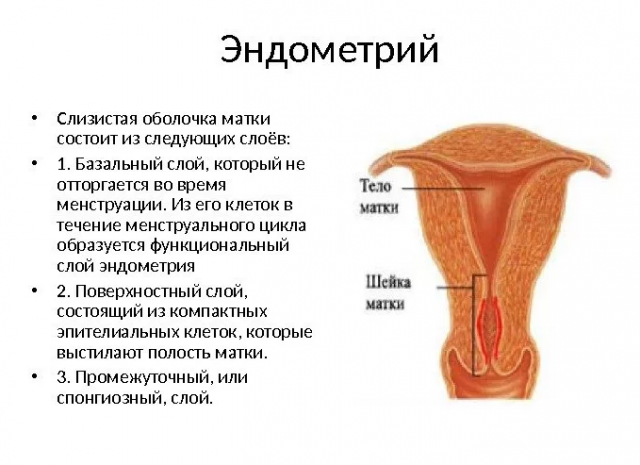 Чому не росте ендометрій