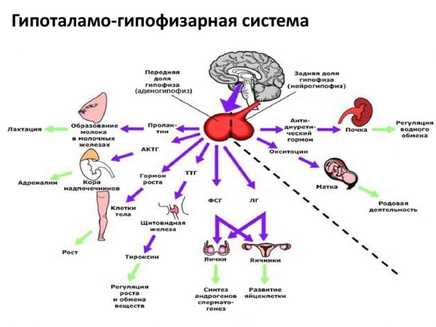 Гіпоплазія яєчників у жінок