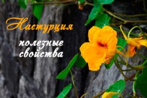 Чим корисна родіола рожева для жінок, як приймати