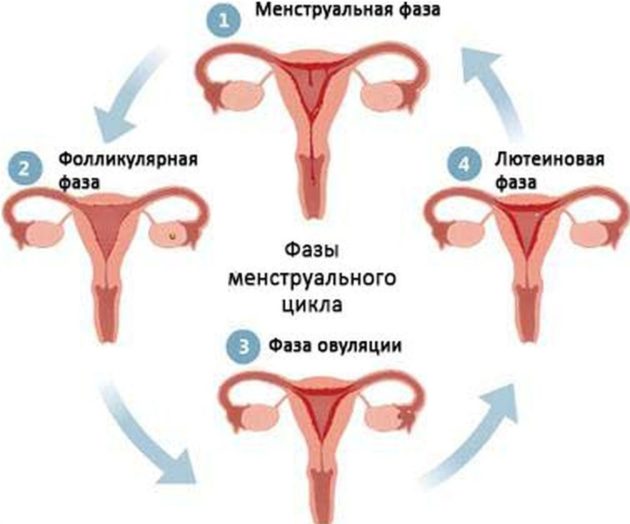 Що таке лютеиновая фаза меснтруаціонного циклу