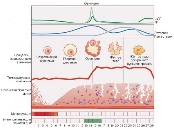 Що таке лютеиновая фаза меснтруаціонного циклу