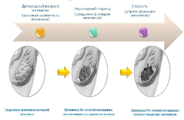 Клиноподібна резекція яєчників