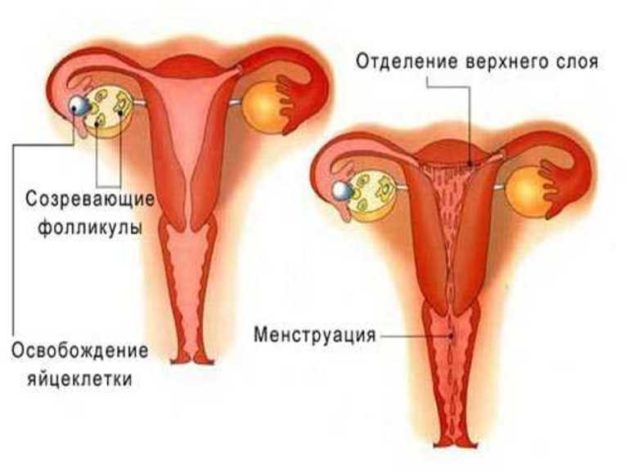 Порушення менструального циклу