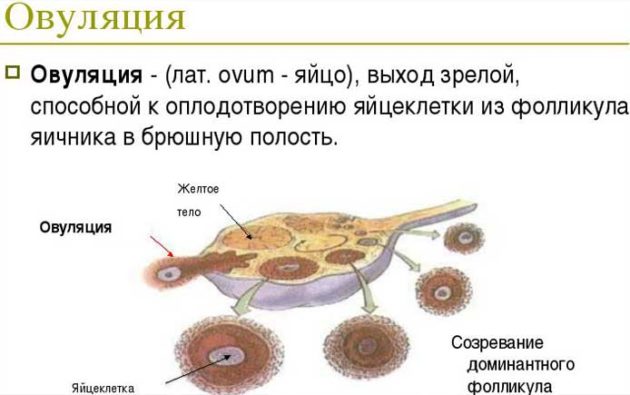 Здуття живота перед місячними