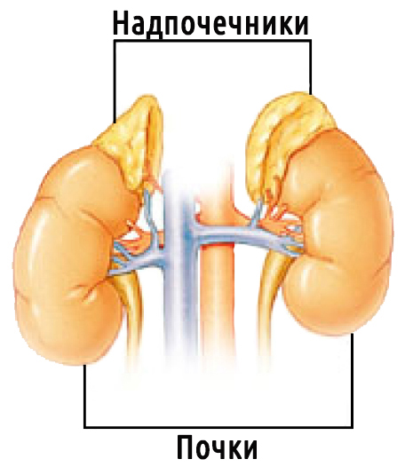 Надниркових залоз: симптоми і причини