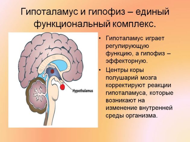 На який день циклу здавати жіночі гормони