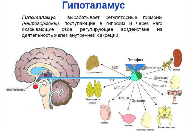 На який день циклу здавати жіночі гормони