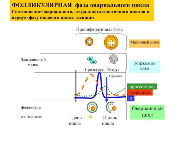 На який день циклу здавати жіночі гормони