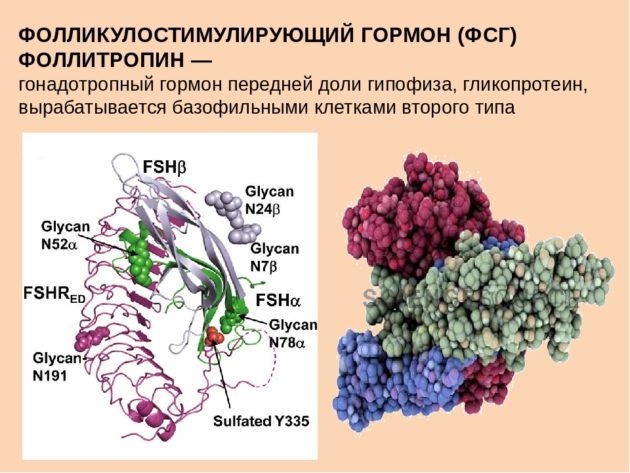 На який день циклу здавати жіночі гормони