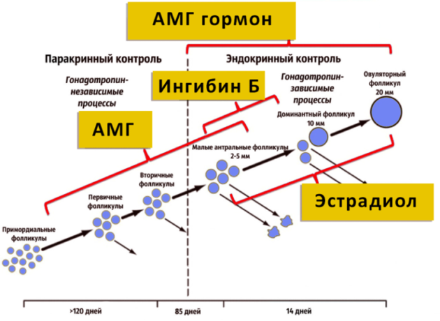 На який день циклу здавати жіночі гормони