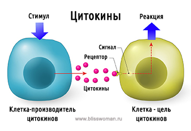 Прозапальні і протизапальні цитокіни: класифікація та властивості